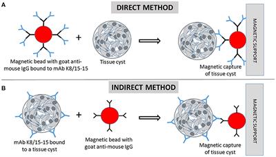 Immunomagnetic separation of Toxoplasma gondii and Hammondia spp. tissue cysts generated in cell culture